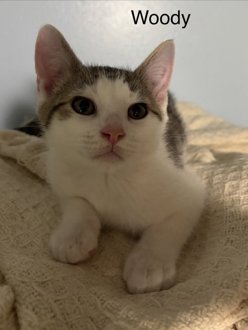 WOODY - Domestic Short Hair available for adoption