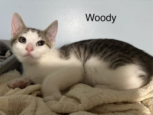 WOODY - Domestic Short Hair available for adoption