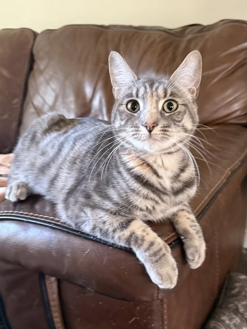 HONOR - BONDED PAIR - Domestic Short Hair available for adoption