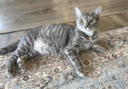 HONOR - BONDED PAIR - Domestic Short Hair available for adoption