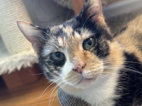 PETRA - Domestic Short Hair available for adoption