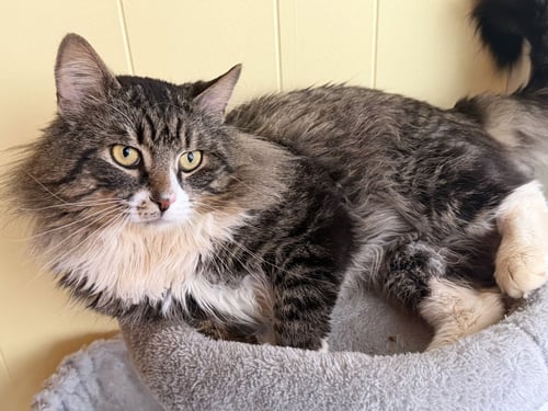 CHANCE - Domestic Long Hair available for adoption