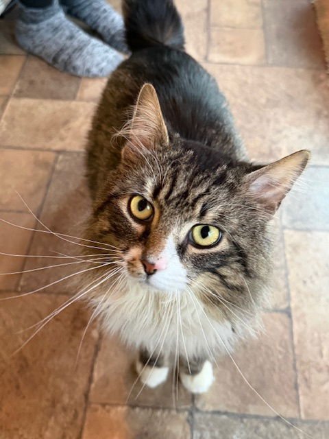 CHANCE - Domestic Long Hair available for adoption