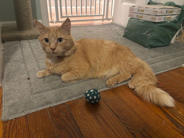 MOJAVE - Domestic Medium Hair available for adoption