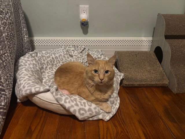 MOJAVE - Domestic Medium Hair available for adoption