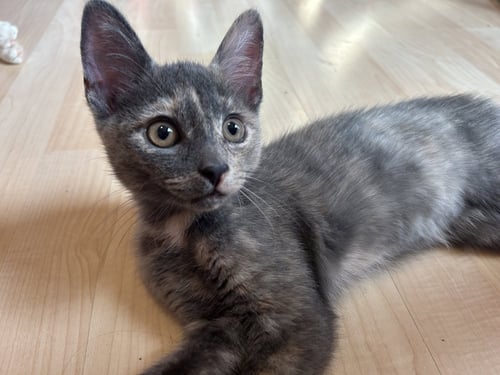 MEOWDONNA