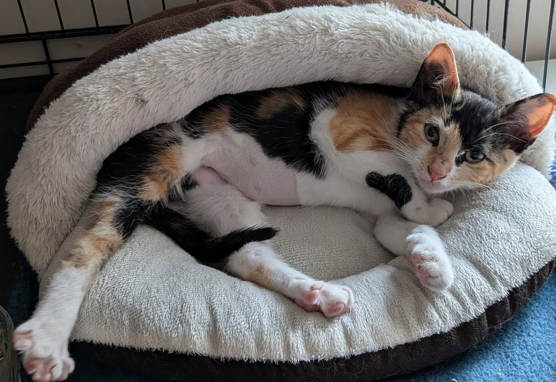 Precious Image