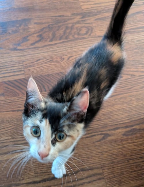 PRECIOUS - Domestic Short Hair available for adoption