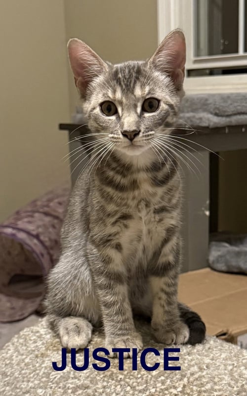 JUSTICE - Domestic Short Hair available for adoption