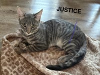 Justice - Photo 1