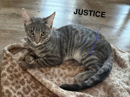 JUSTICE - Domestic Short Hair available for adoption