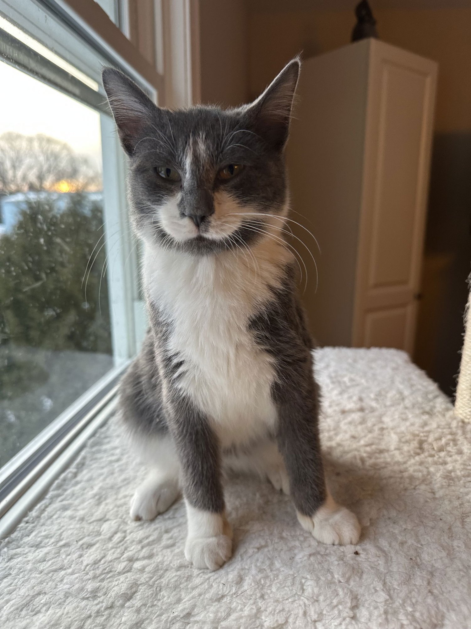 KASHI - Domestic Short Hair available for adoption