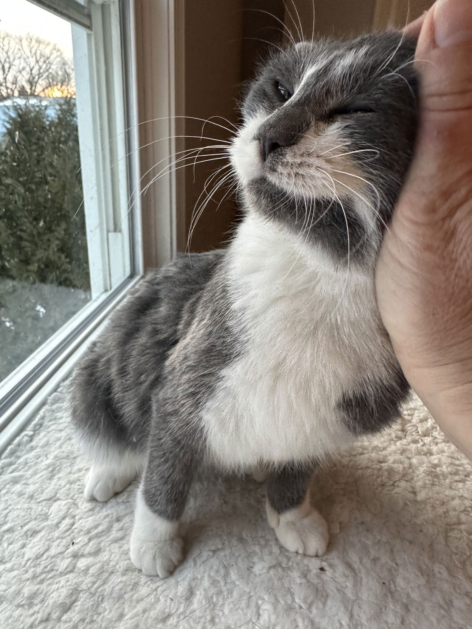 KASHI - Domestic Short Hair available for adoption