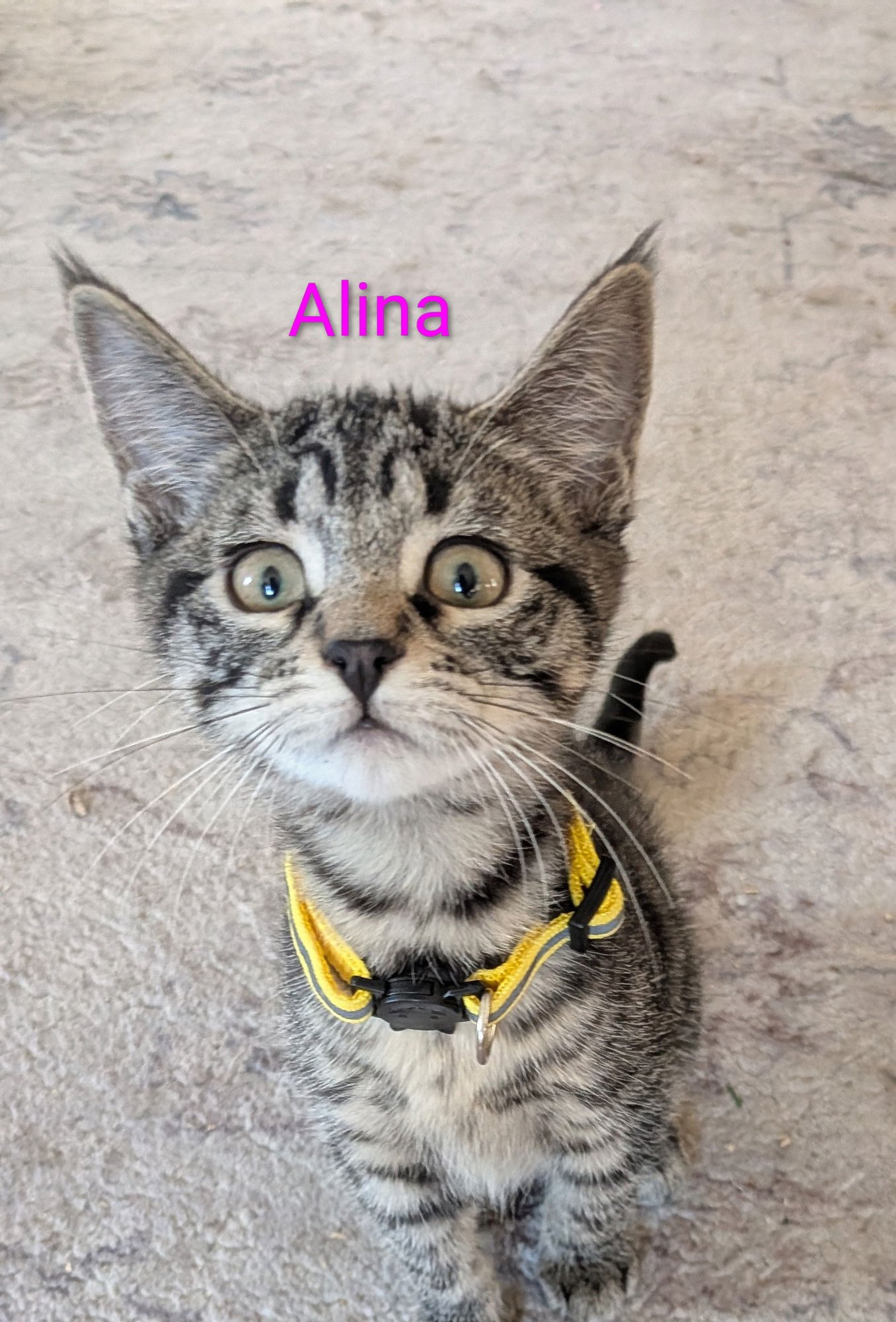 ALINA - Domestic Short Hair available for adoption