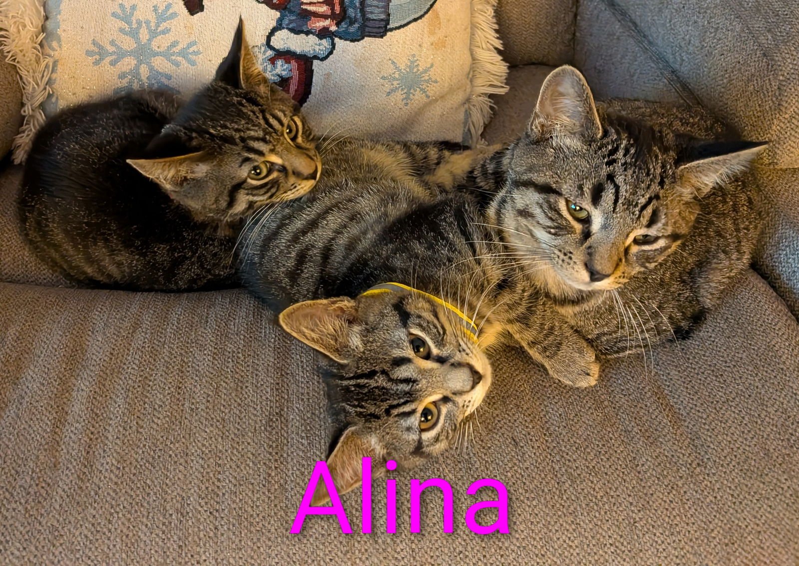 ALINA - Domestic Short Hair available for adoption