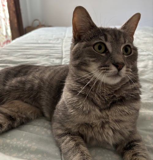 ZARA - Domestic Short Hair available for adoption