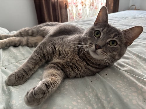 ZARA - Domestic Short Hair available for adoption