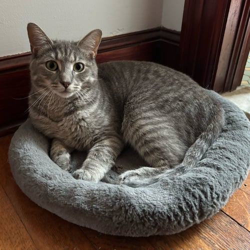 ZARA - Domestic Short Hair available for adoption