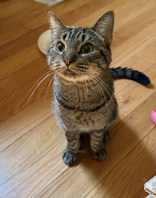 RICO - BONDED PAIR - Domestic Short Hair available for adoption