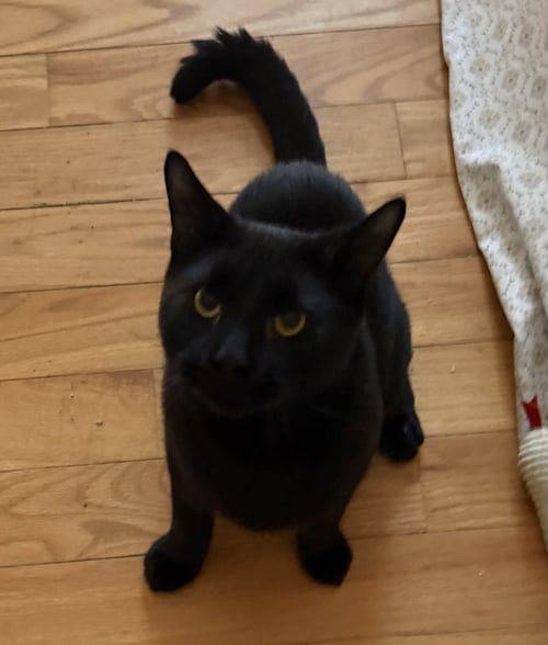 RICO - BONDED PAIR - Domestic Short Hair available for adoption