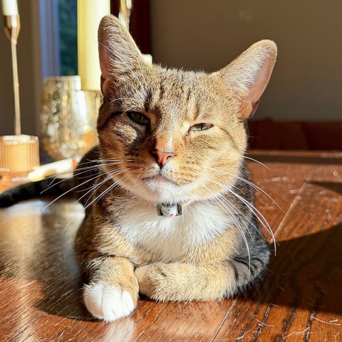 CHICKEN - Domestic Short Hair available for adoption