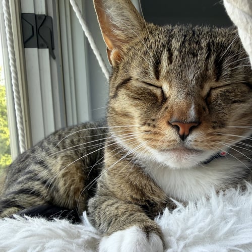 CHICKEN - Domestic Short Hair available for adoption
