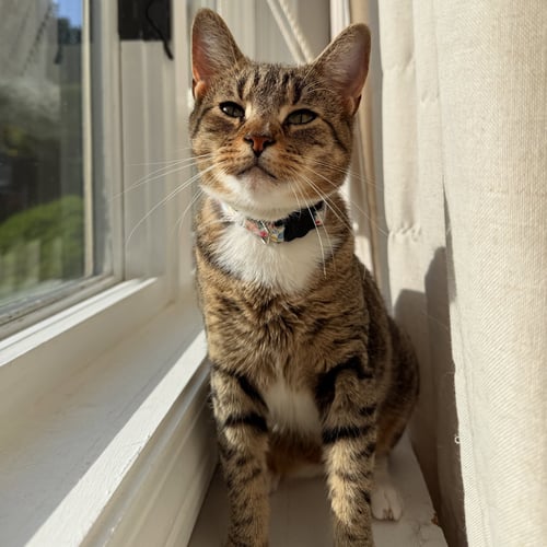CHICKEN - Domestic Short Hair available for adoption