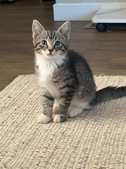GRANITE - Domestic Short Hair available for adoption