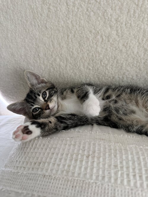 GRANITE - Domestic Short Hair available for adoption