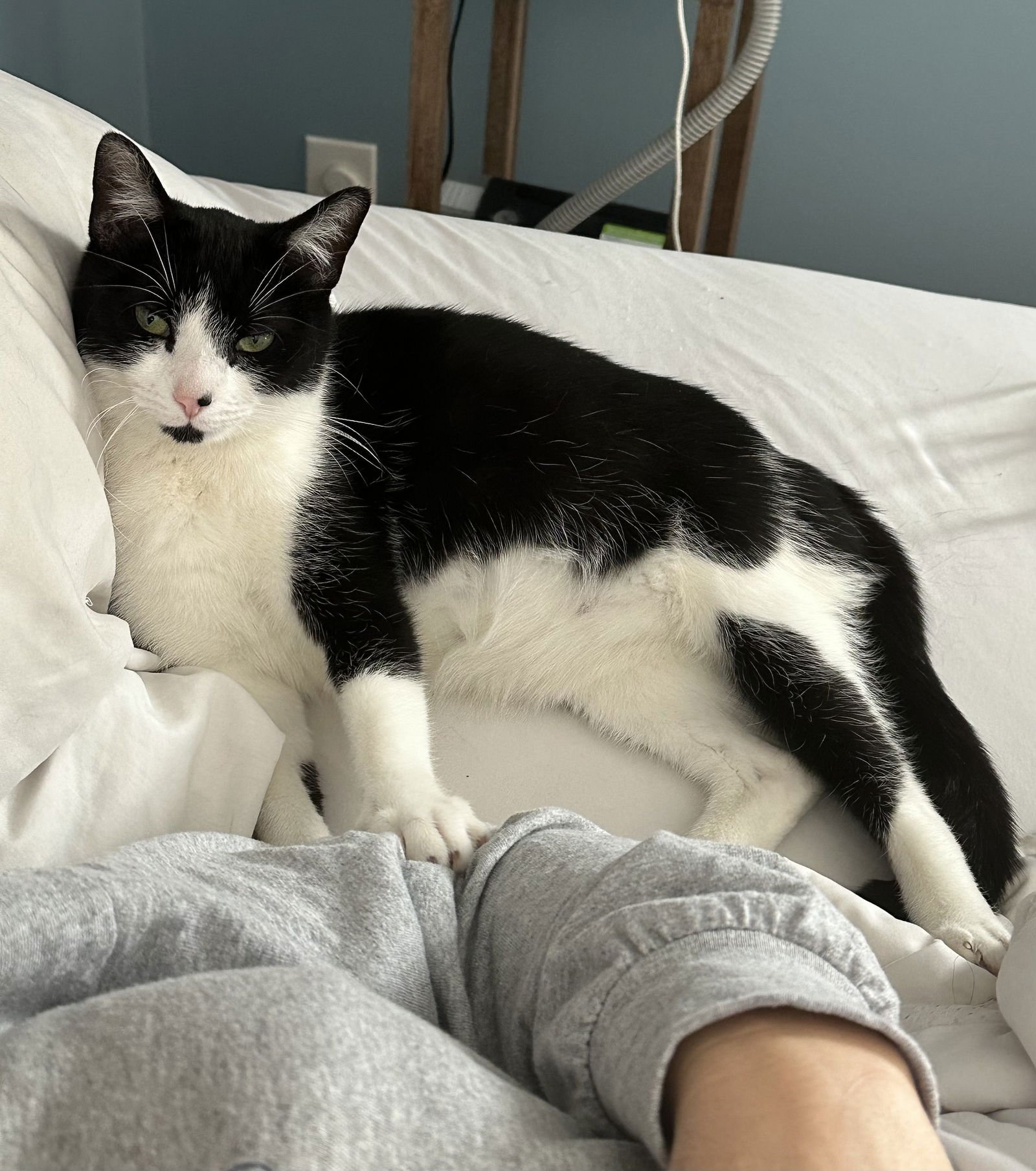 APPLE - Domestic Short Hair available for adoption