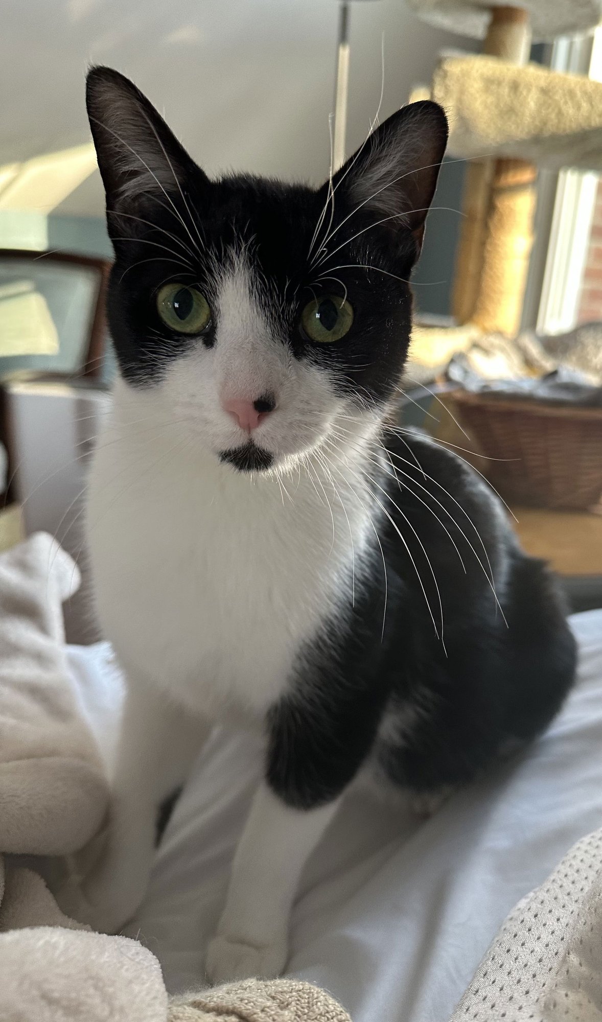 APPLE - Domestic Short Hair available for adoption