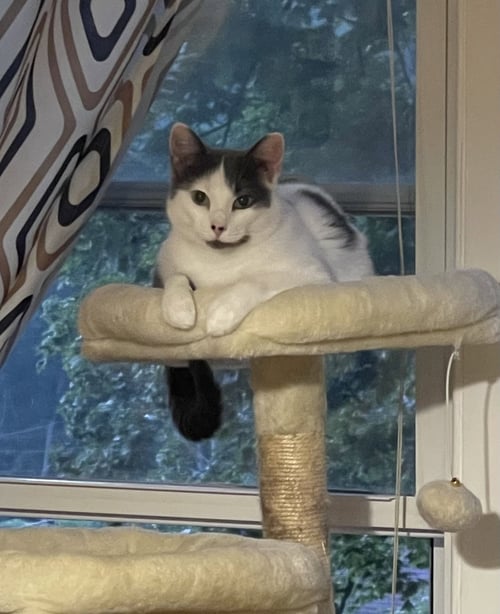 MERRYWEATHER - Domestic Short Hair available for adoption