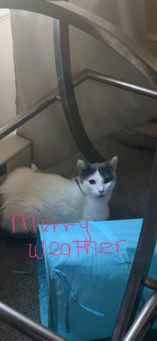 MERRYWEATHER - Domestic Short Hair available for adoption