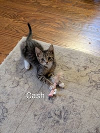 Cash - Photo 1