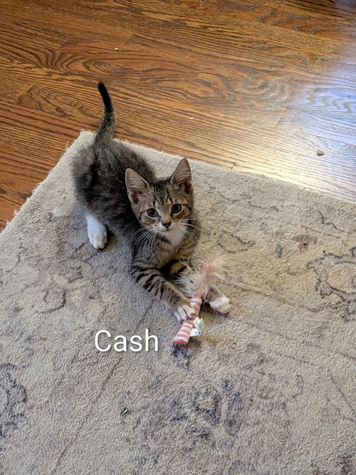 CASH - Domestic Short Hair available for adoption