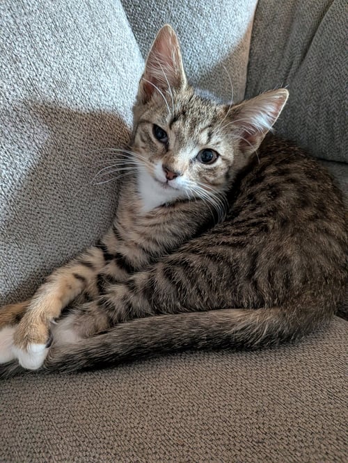 CASH - Domestic Short Hair available for adoption