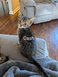 Cash - Photo 3