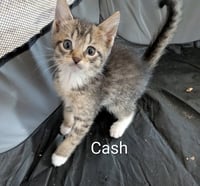 Cash - Photo 4
