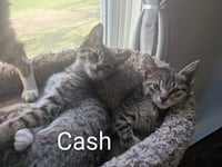 Cash - Photo 6