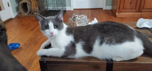 LADYBUG - Domestic Short Hair available for adoption