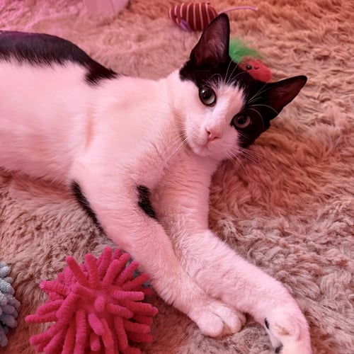 SHORTCAKE - Domestic Short Hair available for adoption
