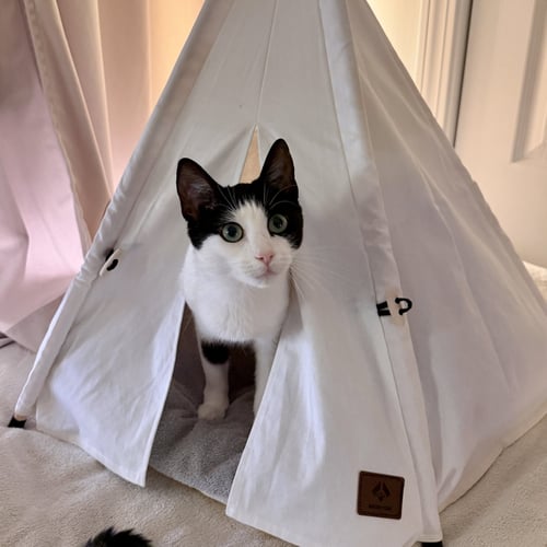 SHORTCAKE - Domestic Short Hair available for adoption