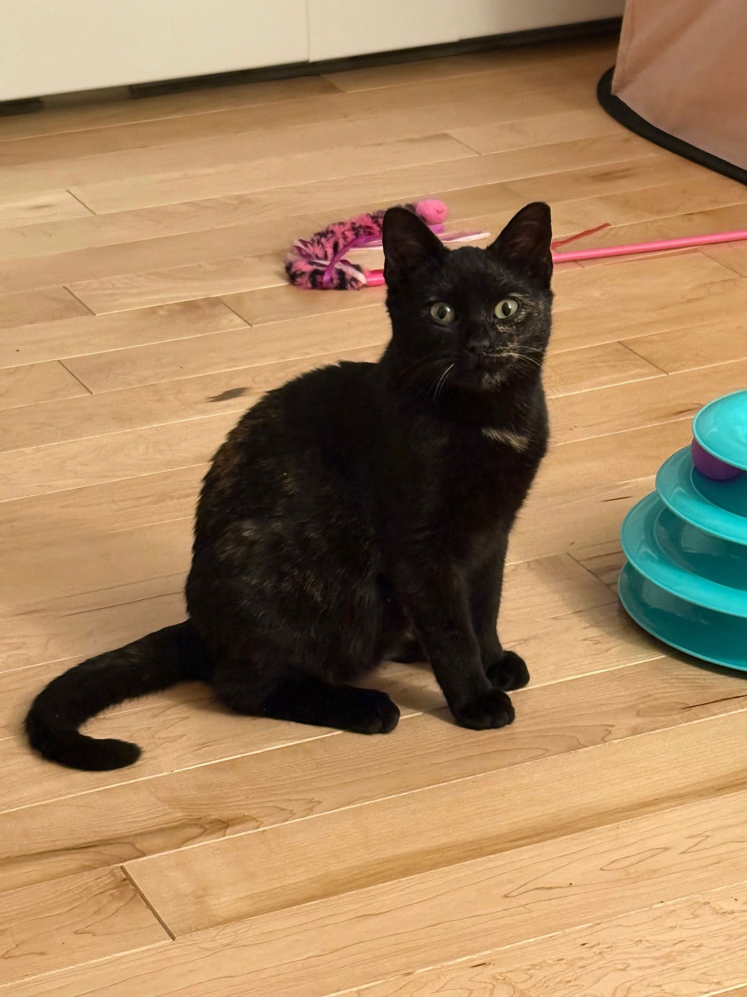 VIVIENNE - Domestic Short Hair available for adoption