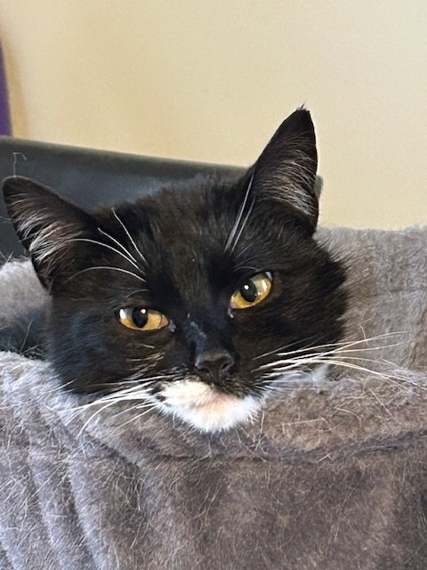 BIBI - Domestic Short Hair available for adoption