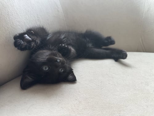 GONZO - Domestic Short Hair available for adoption