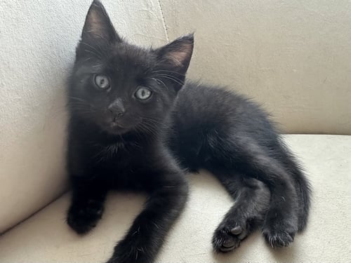 GONZO - Domestic Short Hair available for adoption