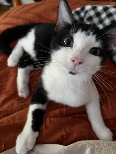 HARVEY