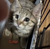Carla - Photo 2
