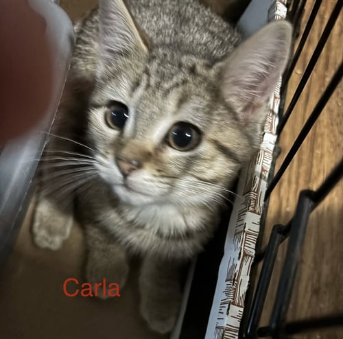 CARLA - Domestic Short Hair available for adoption