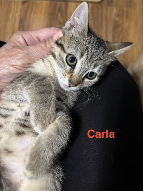 CARLA - Domestic Short Hair available for adoption